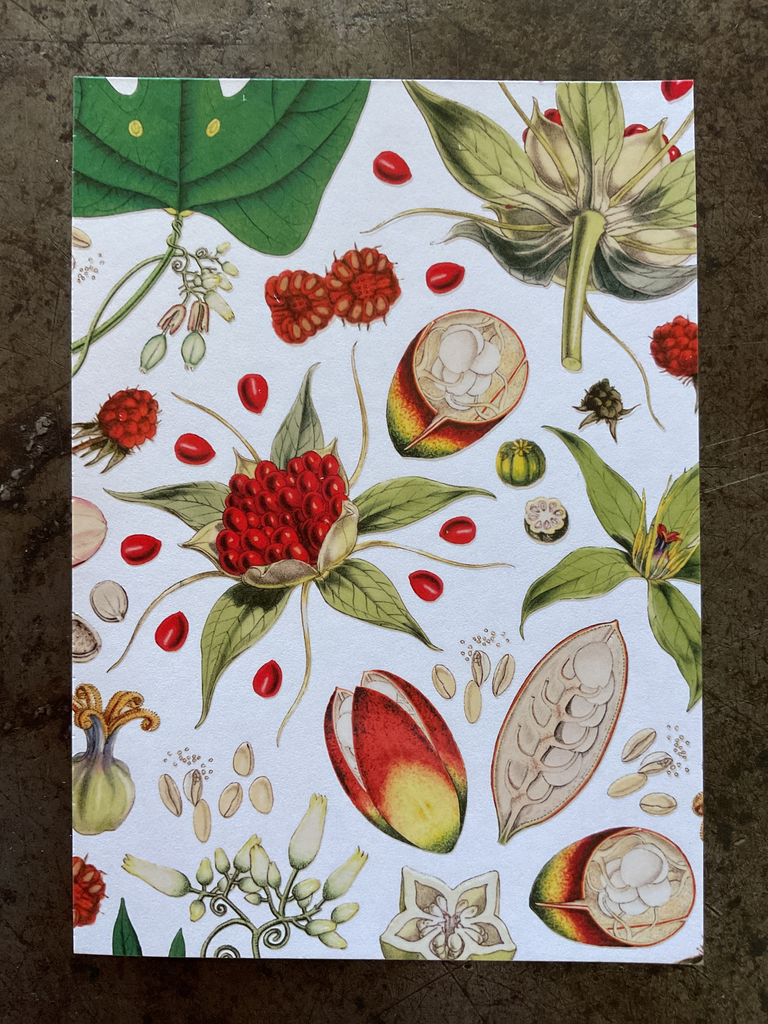 Postal seeds & pods. The New York botanical