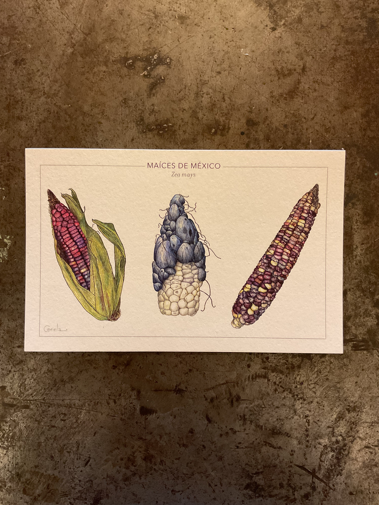 Tarjetón. Maíces de México