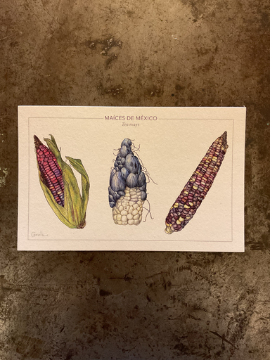 Tarjetón. Maíces de México